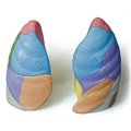 Denoyer-Geppert Anatomical Model, Human lungs-Color-Coded 0194-00